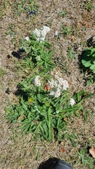 Achillea millefolium