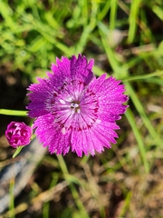 Dianthus pratensis