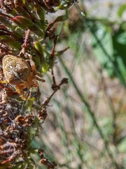 Araneus diadematus