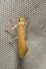 Crassa unitella