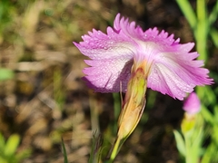 Dianthus pratensis