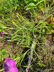Dianthus pratensis