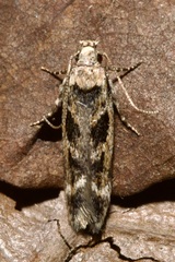 Caryocolum fischerella