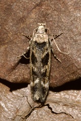 Caryocolum fischerella