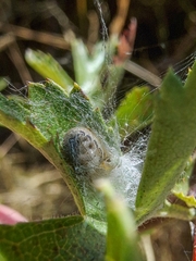 Zygiella x-notata