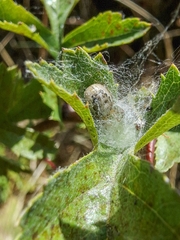 Zygiella x-notata