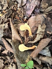 Cudoniaceae