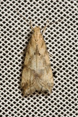 Brachmia blandella