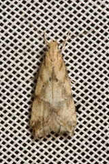 Brachmia blandella