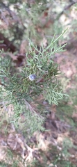Juniperus seravschanica