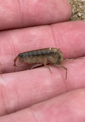 Speziorchestia grillus