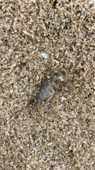 Speziorchestia grillus