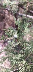 Juniperus seravschanica