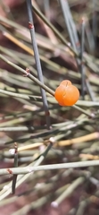 Ephedra equisetina
