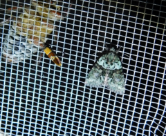 Epicallima bruandella
