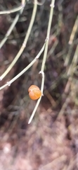 Ephedra equisetina