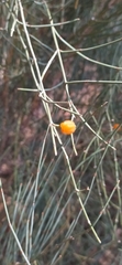 Ephedra equisetina