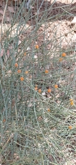 Ephedra equisetina