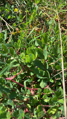 Astragalus glycyphyllos