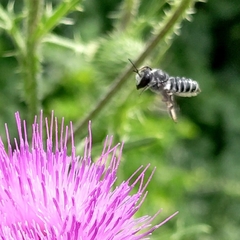 Megachile montivaga