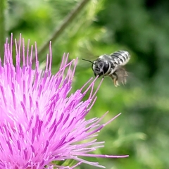 Megachile montivaga