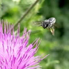 Megachile montivaga