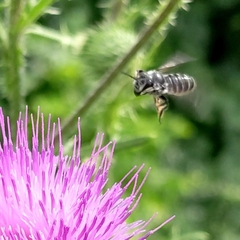 Megachile montivaga