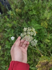 Conioselinum