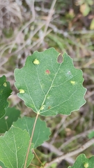 Aceria varia