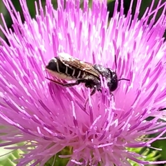 Megachile montivaga