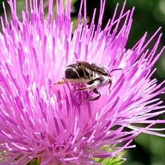 Megachile montivaga
