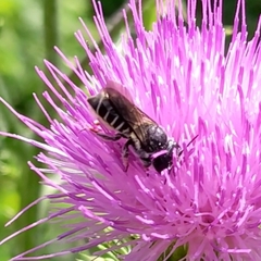 Megachile montivaga
