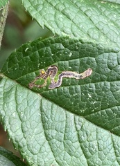 Stigmella rosaefoliella