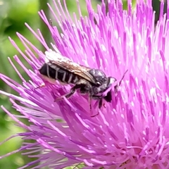 Megachile montivaga