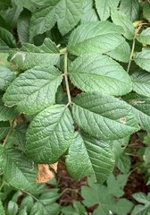 Stigmella rosaefoliella