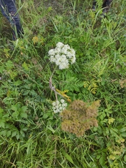 Conioselinum