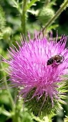 Megachile montivaga