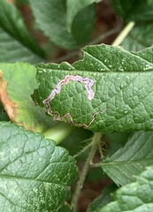 Stigmella rosaefoliella