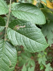 Stigmella rosaefoliella