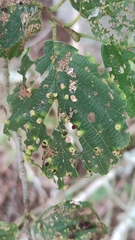 Eriophyes alniincanae