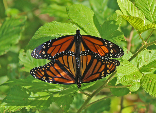 Monarch photographed in Virginia