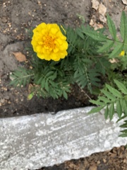 Tagetes patula