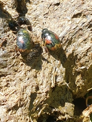 Sphaeridium scarabaeoides