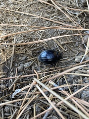 Pimelia laevigata laevigata