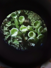 Cladonia carneola