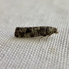 Retinia gemistrigulana