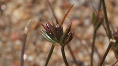 Juncus ranarius