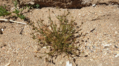 Juncus ranarius
