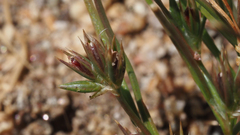 Juncus ranarius