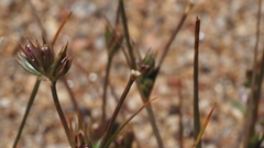 Juncus ranarius